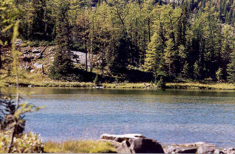 Grizzly Lake with deer
