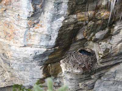 Raven's Nest          