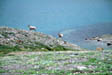 Mountain Sheep at Curator Lake