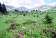 Mountain Meadow