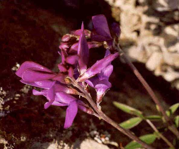 Vetch (Hedysarum Mackenzii)