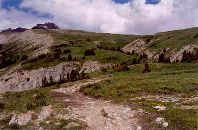 Wilcox Creek Gully