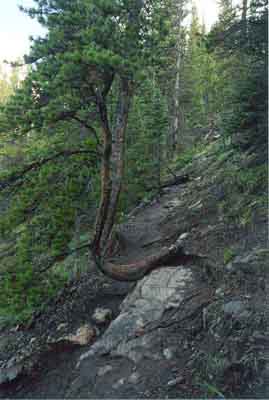 Ha Ling Peak Trail