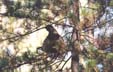 Spruce Grouse in Pine Tree