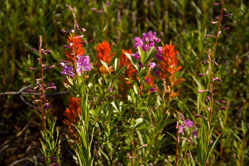 Fireweed and Paintbrush  