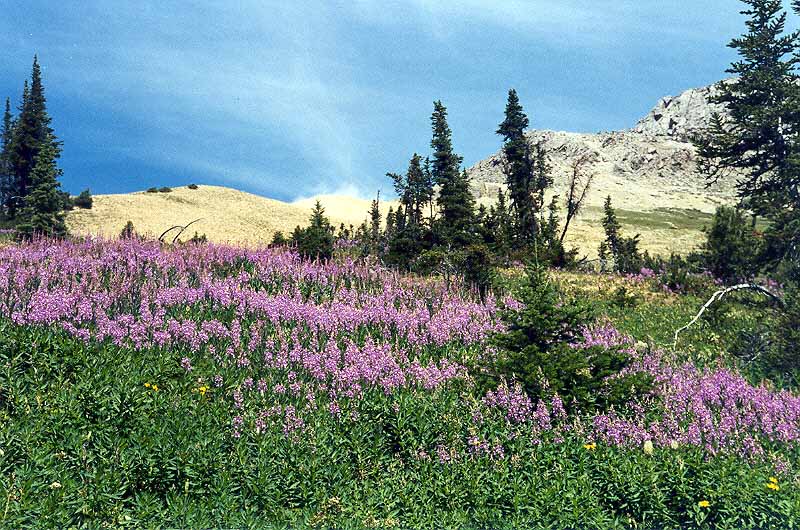 Alpine Flowers