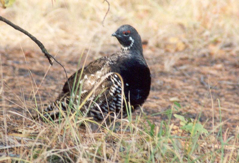 Spruce Grouse