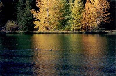 Autumn Colours and Waterfowl