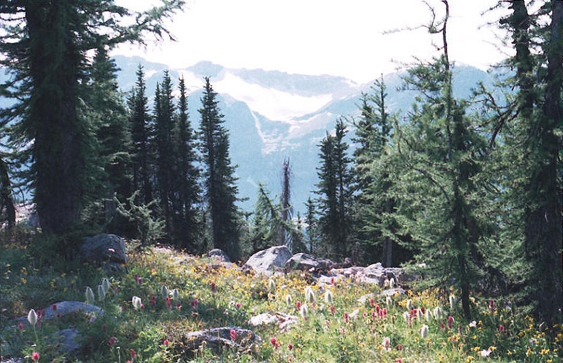 Ball Range from Healy Pass