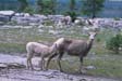 Mountain Ewe and Lamb at Rockbound Lake