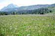 The Monarch, Monarch Ramparts, asters