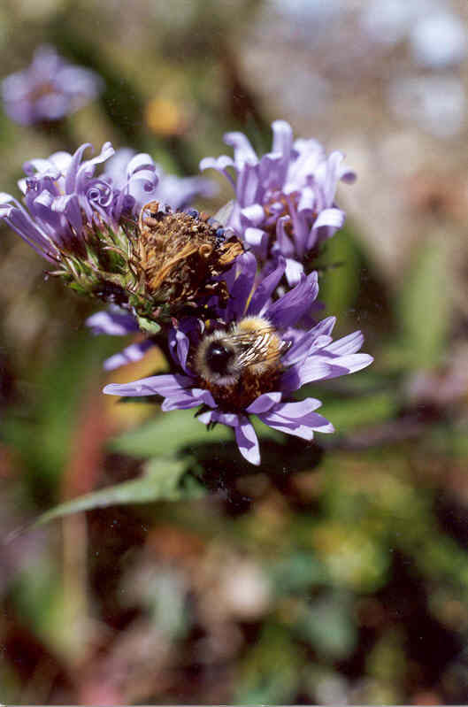 Aster and bee