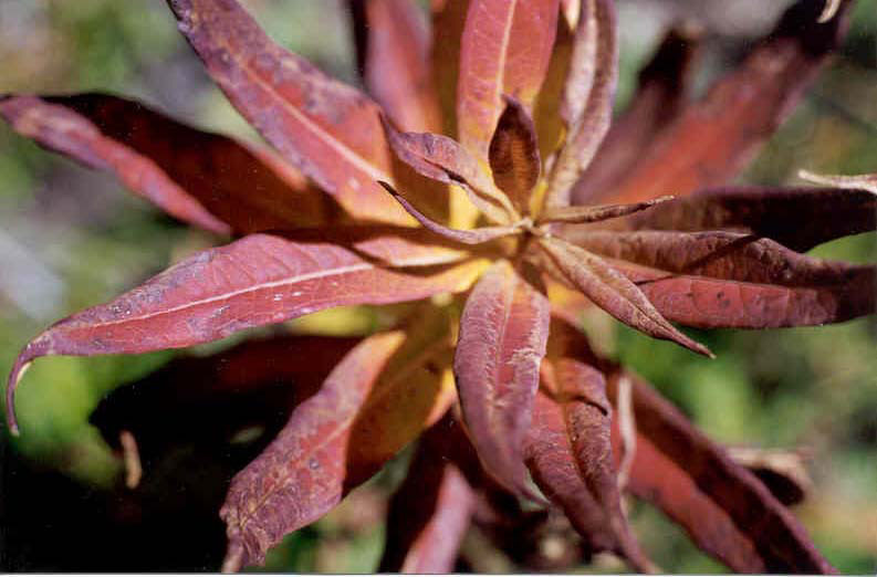 Pink-Red Plant