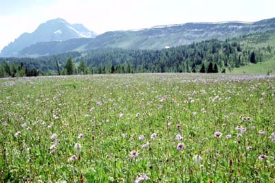 The Monarch, Monarch Ramparts, asters