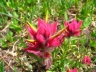 Red Paintbrush