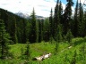 View South from Gibbon Pass Trail