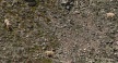 Mountain Goats at Gibbon Pass