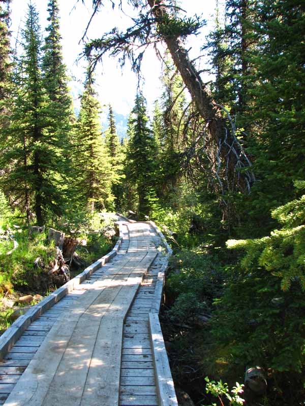 Boardwalk through the Trees