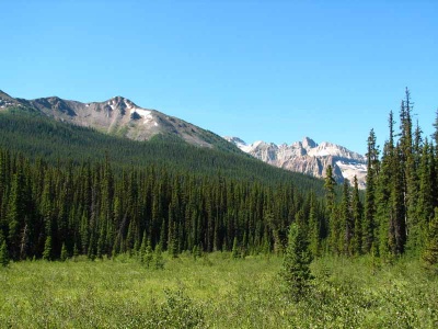 Meadows along the Creek