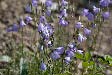 Common Harebell                  