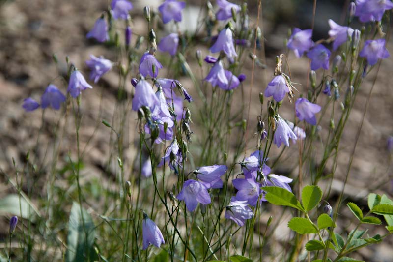 Common Harebell                  