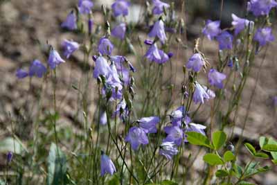 Common Harebell                  