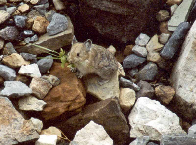 Pika Preparing for Winter