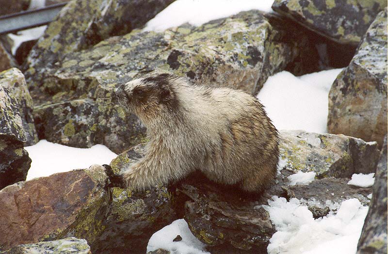 Hoary Marmot