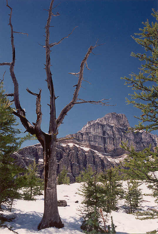 Eiffel Peak in the Snow