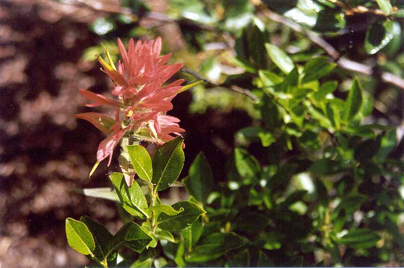 Red Paintbrush