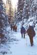 Saskatchewan Glacier Trail