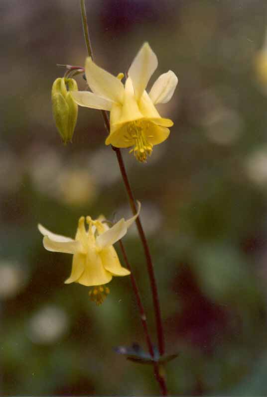 Yellow Columbine