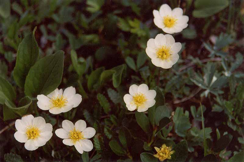 White Mountain Avens