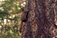 Red Squirrel