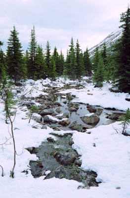 Near Geraldine Lakes Campground