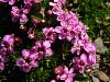 Moss Campion                        