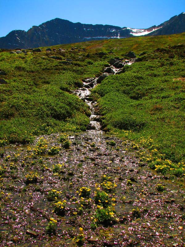 Steep Meadows                       