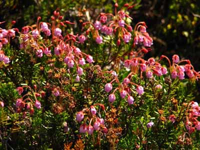 Mountain Heath                      