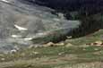 Mountain Sheep on the Skyline