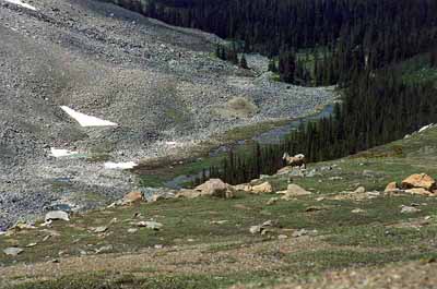 Mountain Sheep on the Skyline