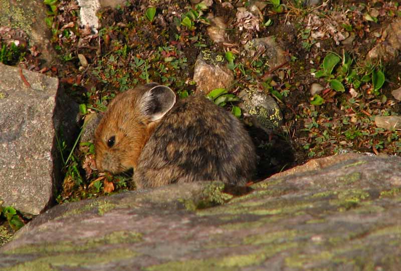 Pika