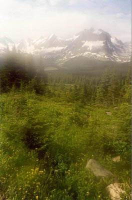 Meadow, Mist, Surprise Point