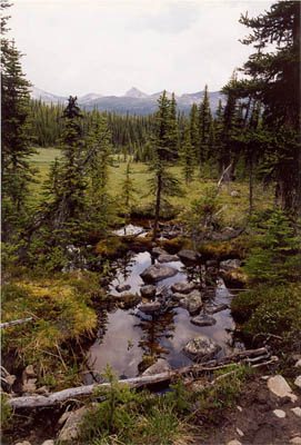 Chrome Lake Trail