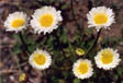 White Fleabane