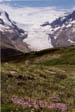 Athabasca Glacier & Moss Campion