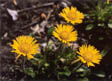 Golden Fleabane