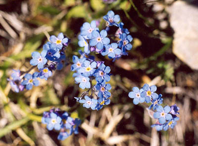 Alpine Forget-Me-Nots