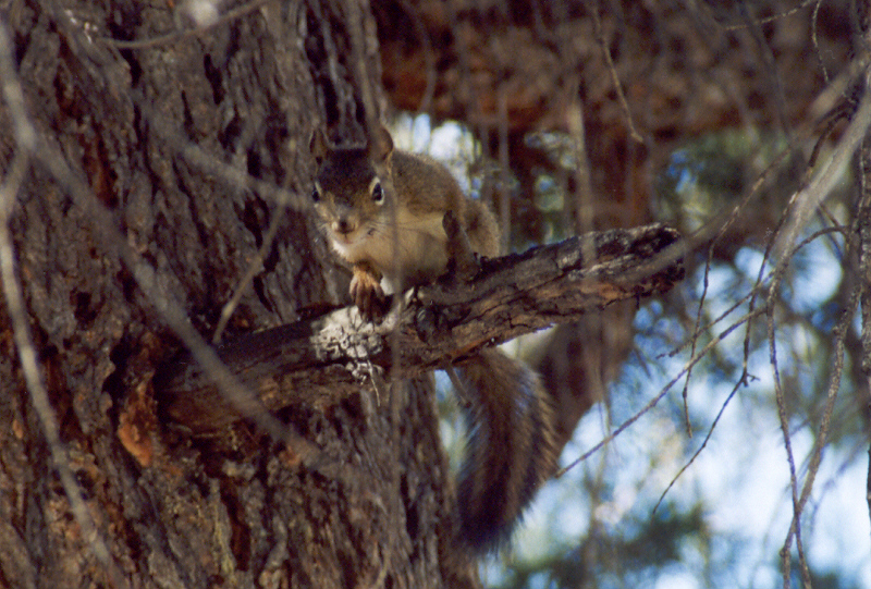 Red Squirrel