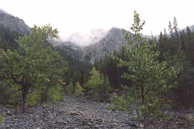 Baldy Pass Trail