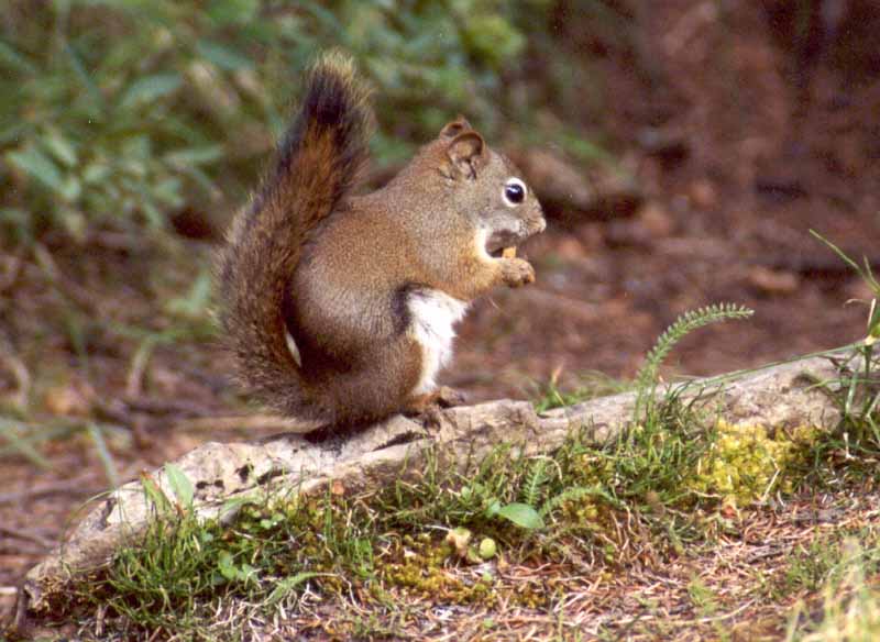 Red Squirrel at Lillian Lake